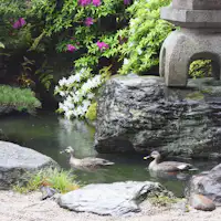 Taman Jepun pada awal musim panas