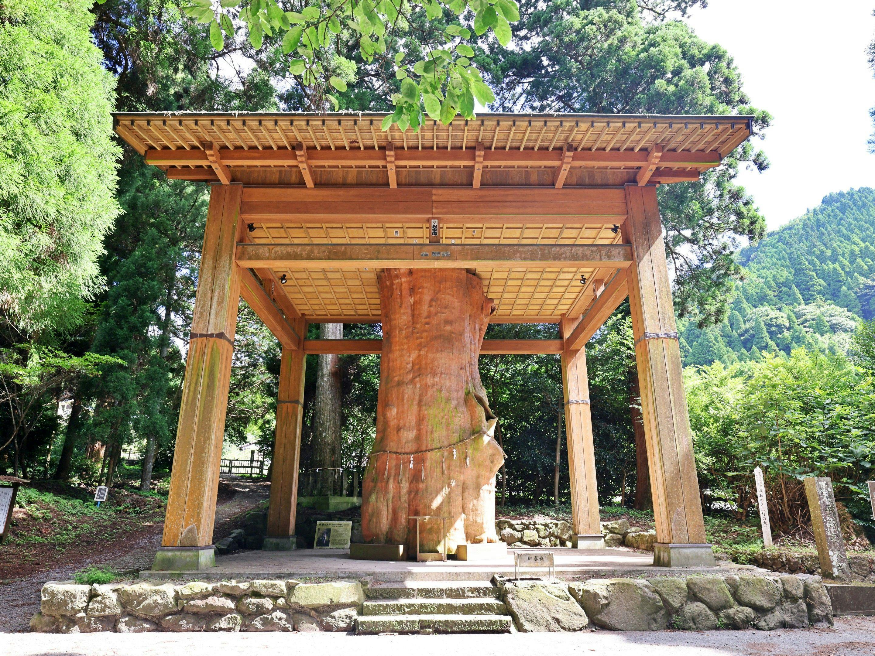 手野的大杉