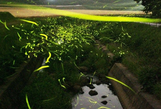 壱岐のホタル