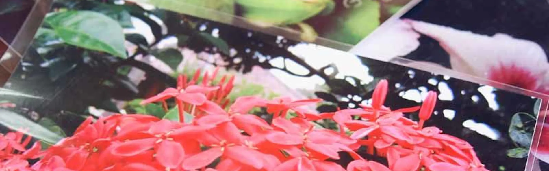 高那旅館