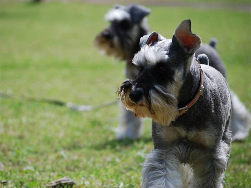 Dog’s day