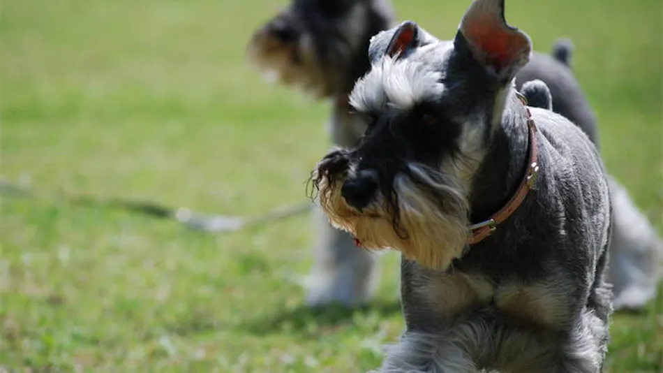 Dog’s Day