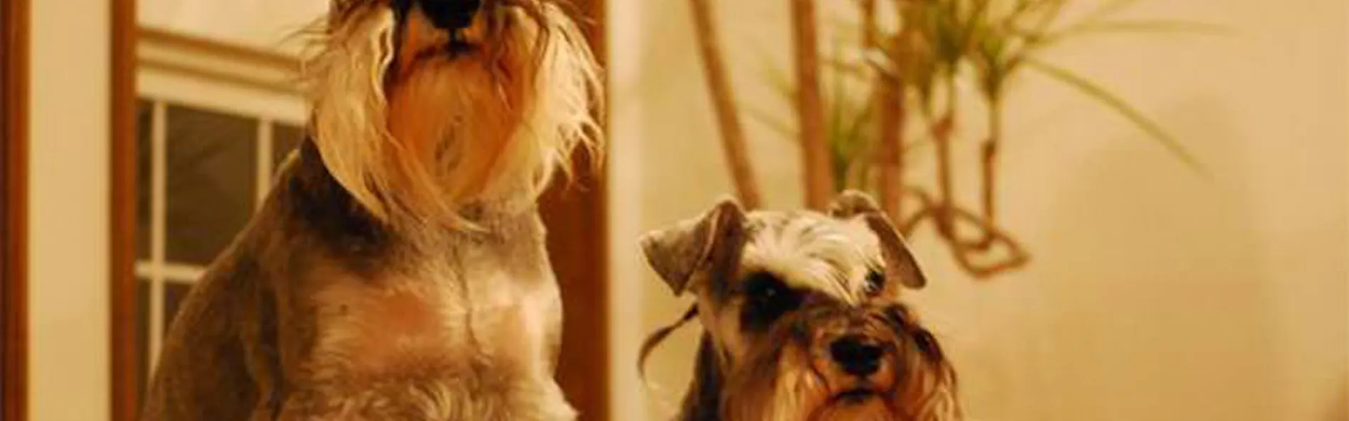 Dog’s day