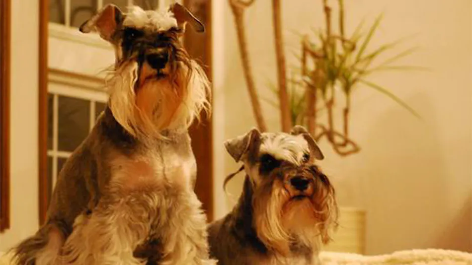 Dog’s Day