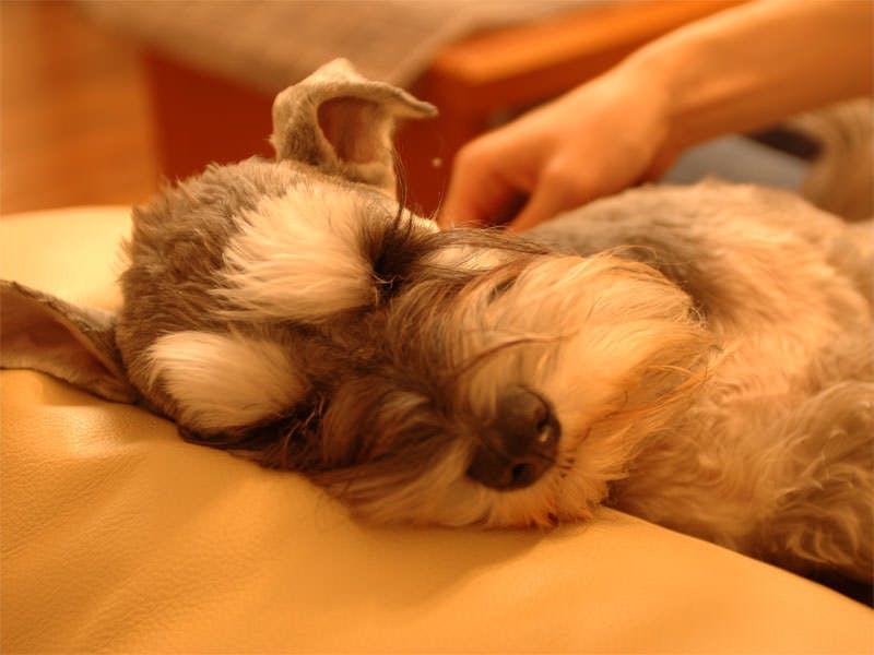 Dog’s day