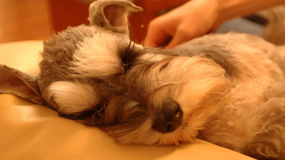 Dog’s Day