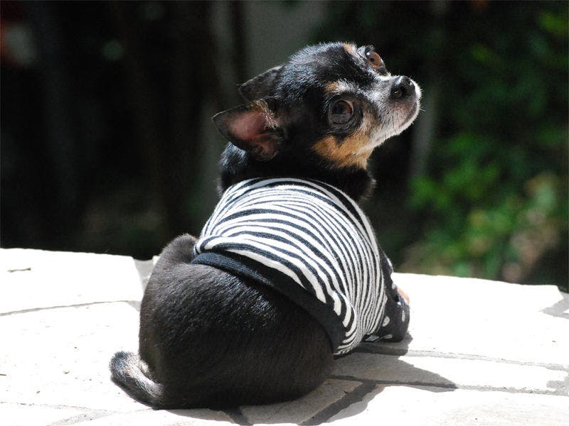 Dog’s day
