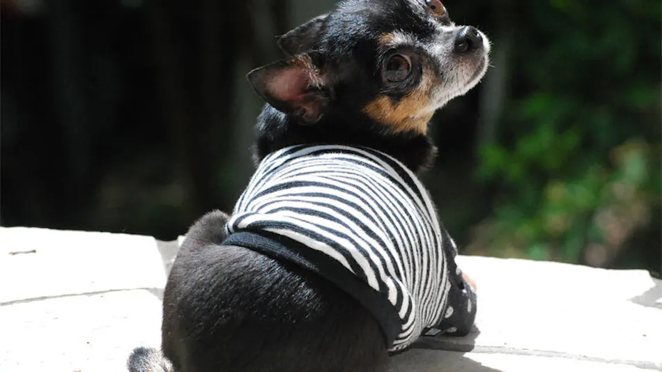Dog’s Day