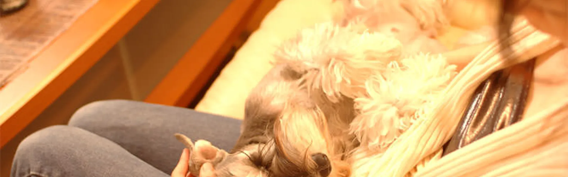 Dog’s day