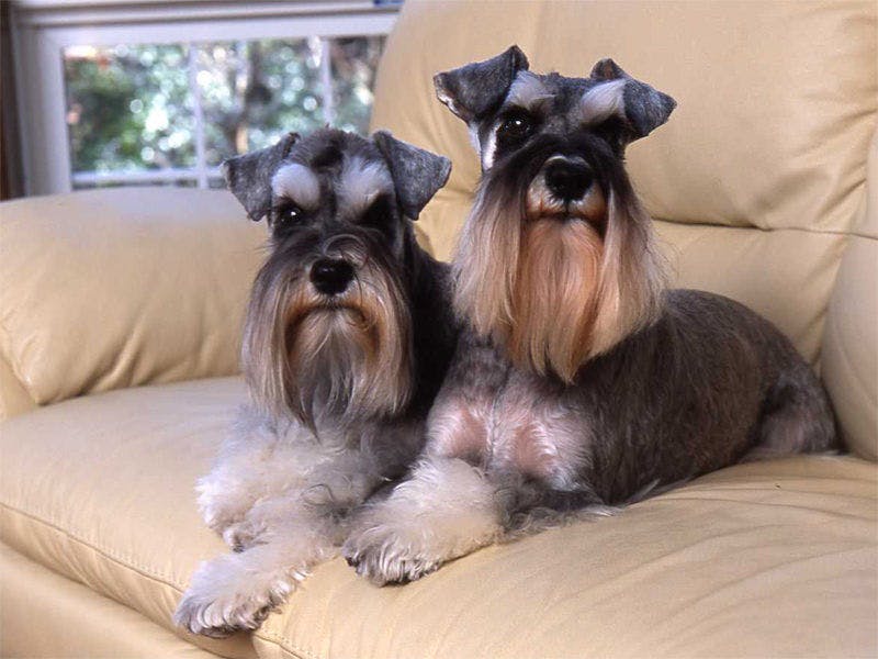 Dog’s day