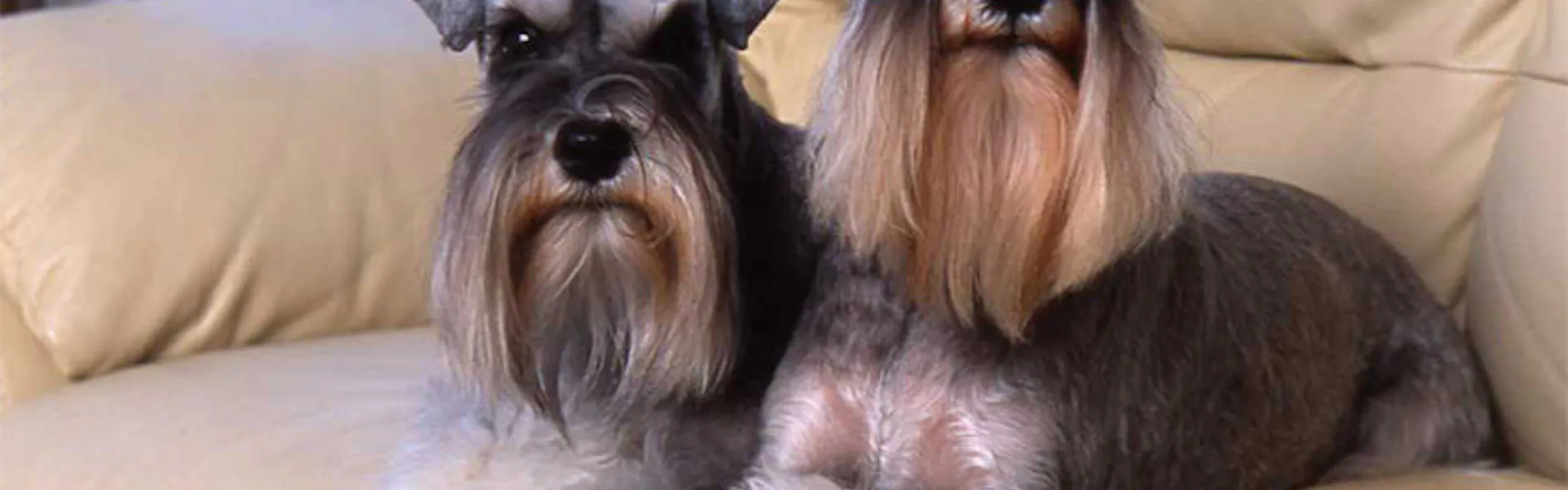 Dog’s day