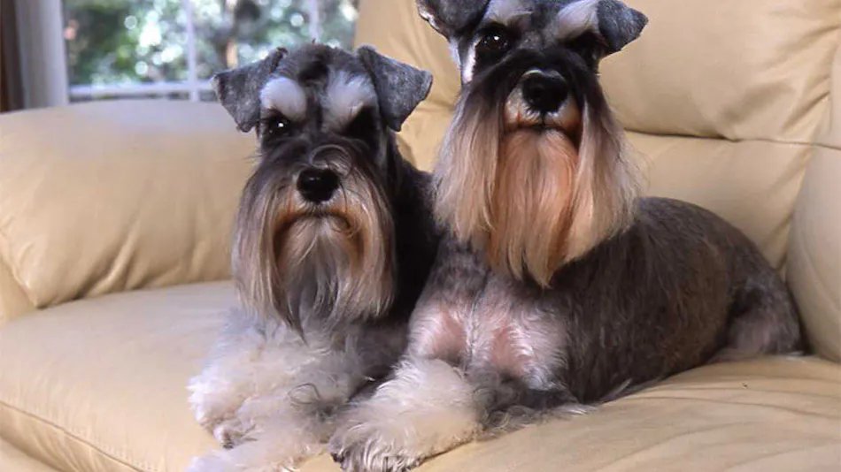 Dog’s Day
