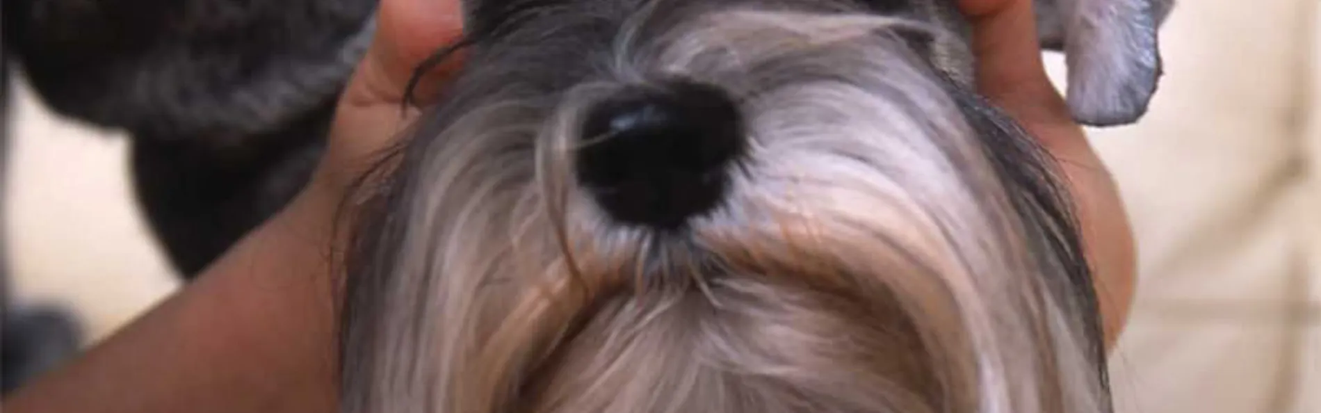 Dog’s day