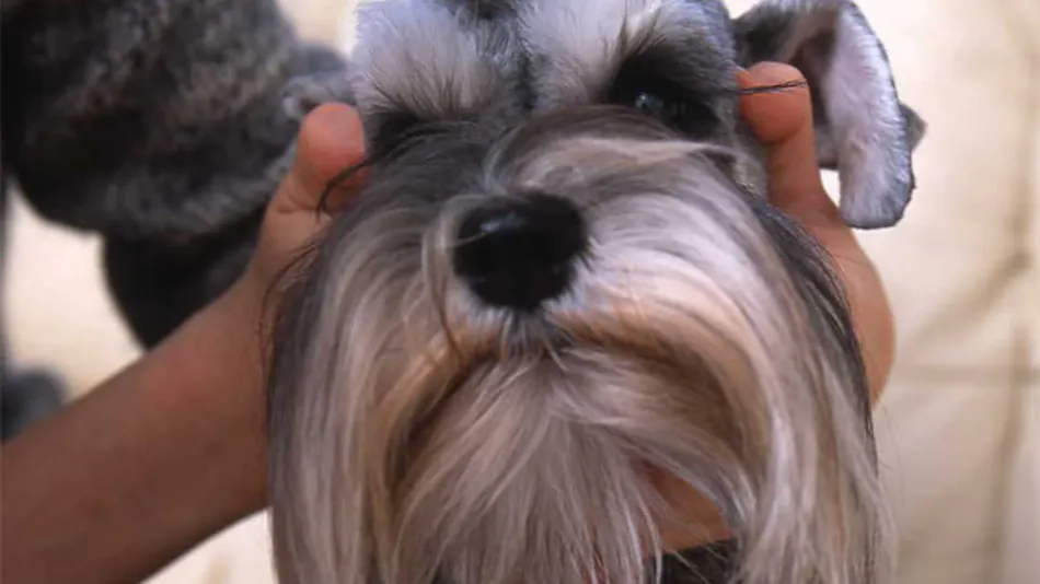 Dog’s Day