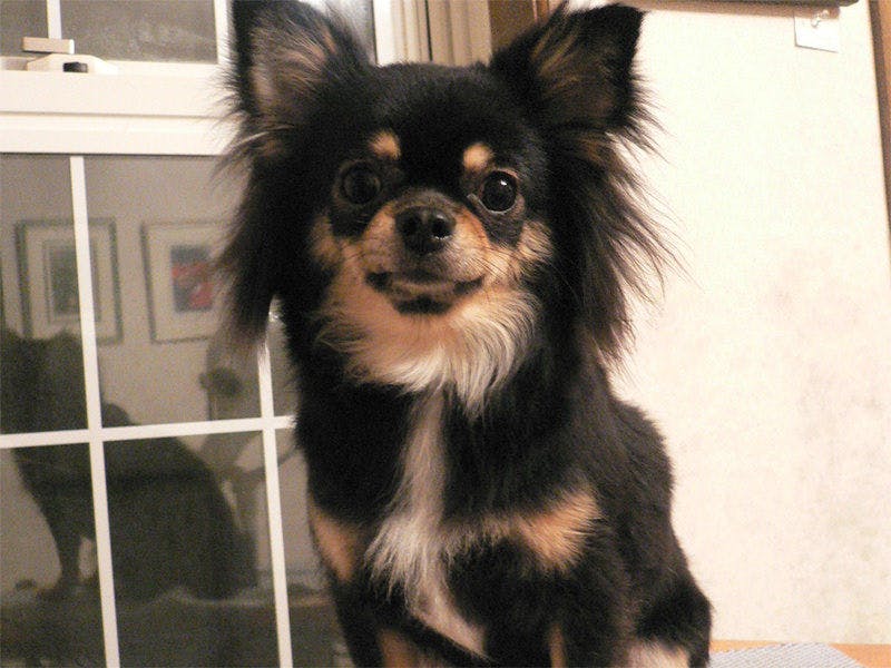 Dog’s day