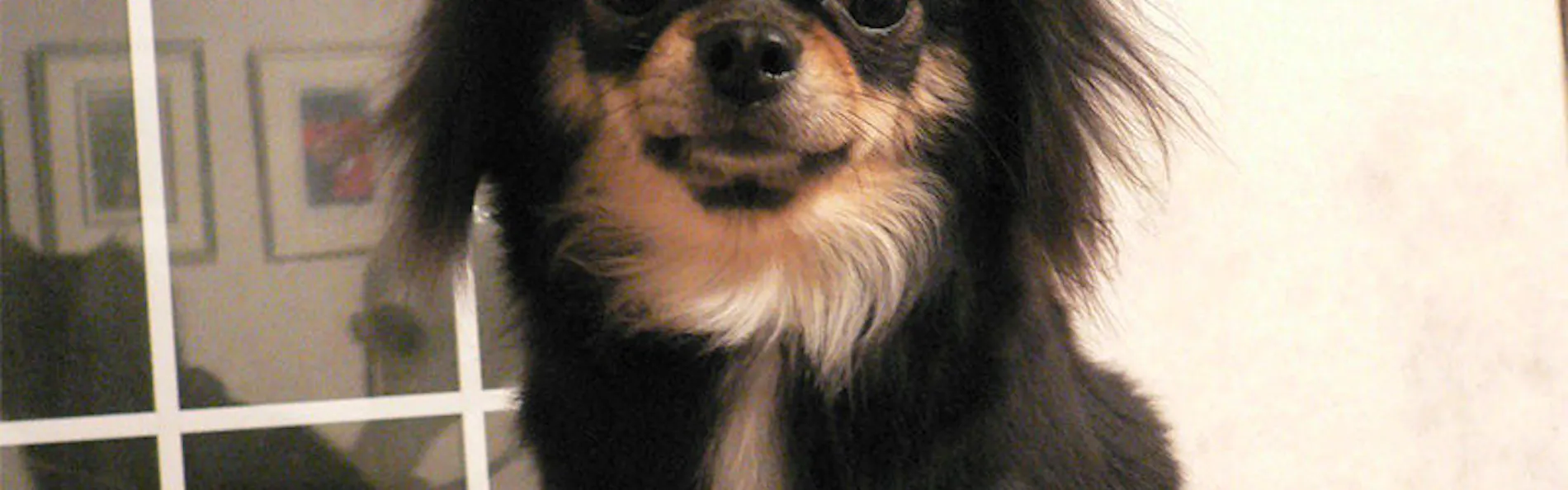 Dog’s day