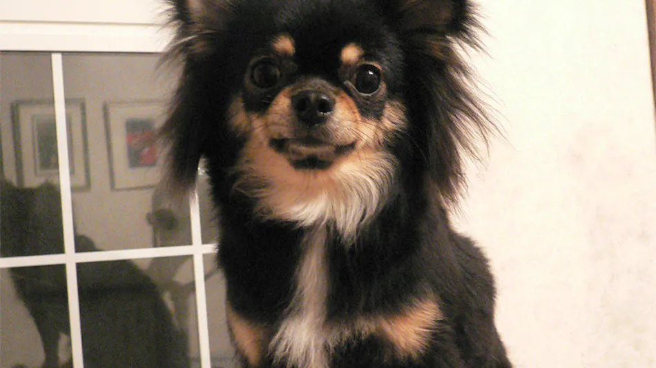 Dog’s Day