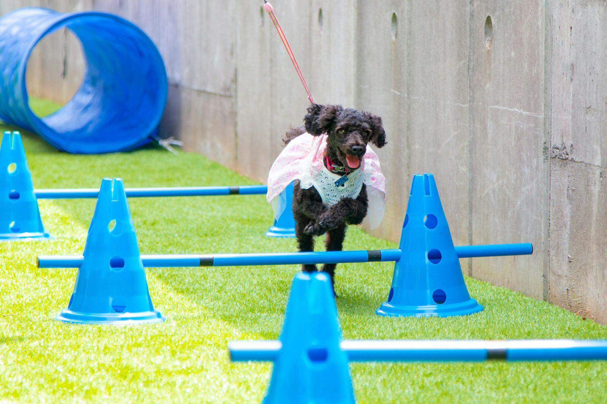 ログハウス愛犬かしま