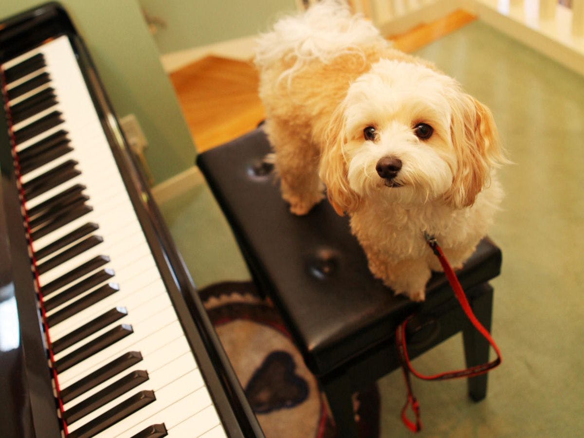 【8/8～15のご予約はコチラ】お盆休みはわんちゃんと那須を散策！夕食は美食イタリアンを満喫