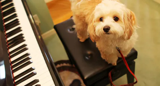 【8/8~15のご予約はコチラ】お盆休みはわんちゃんと那須を散策!夕食は美食イタリアンを満喫