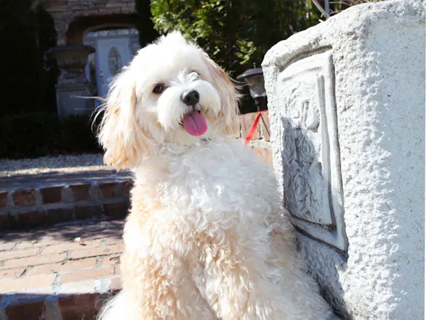 【1泊夕食】ワンちゃんとおでかけ~旬の食材を使ったイタリアンのフルコースを召し上がれ~