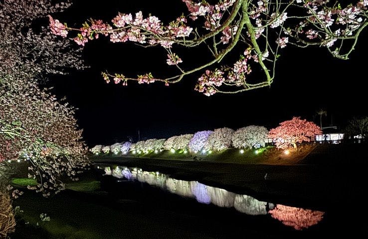 ชมซากุระยามค่ำคืนที่มีการประดับไฟ เดินเพียง 2 นาทีจากที่พัก