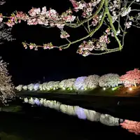 ชมซากุระยามค่ำคืนที่มีการประดับไฟ เดินเพียง 2 นาทีจากที่พัก