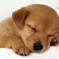宿彩「湯食笑門」の宿 石廊館 愛犬とお泊り【伊豆naイズ】海の幸~人気の定番メニュー~金目鯛の煮付け&あわびの踊り焼き