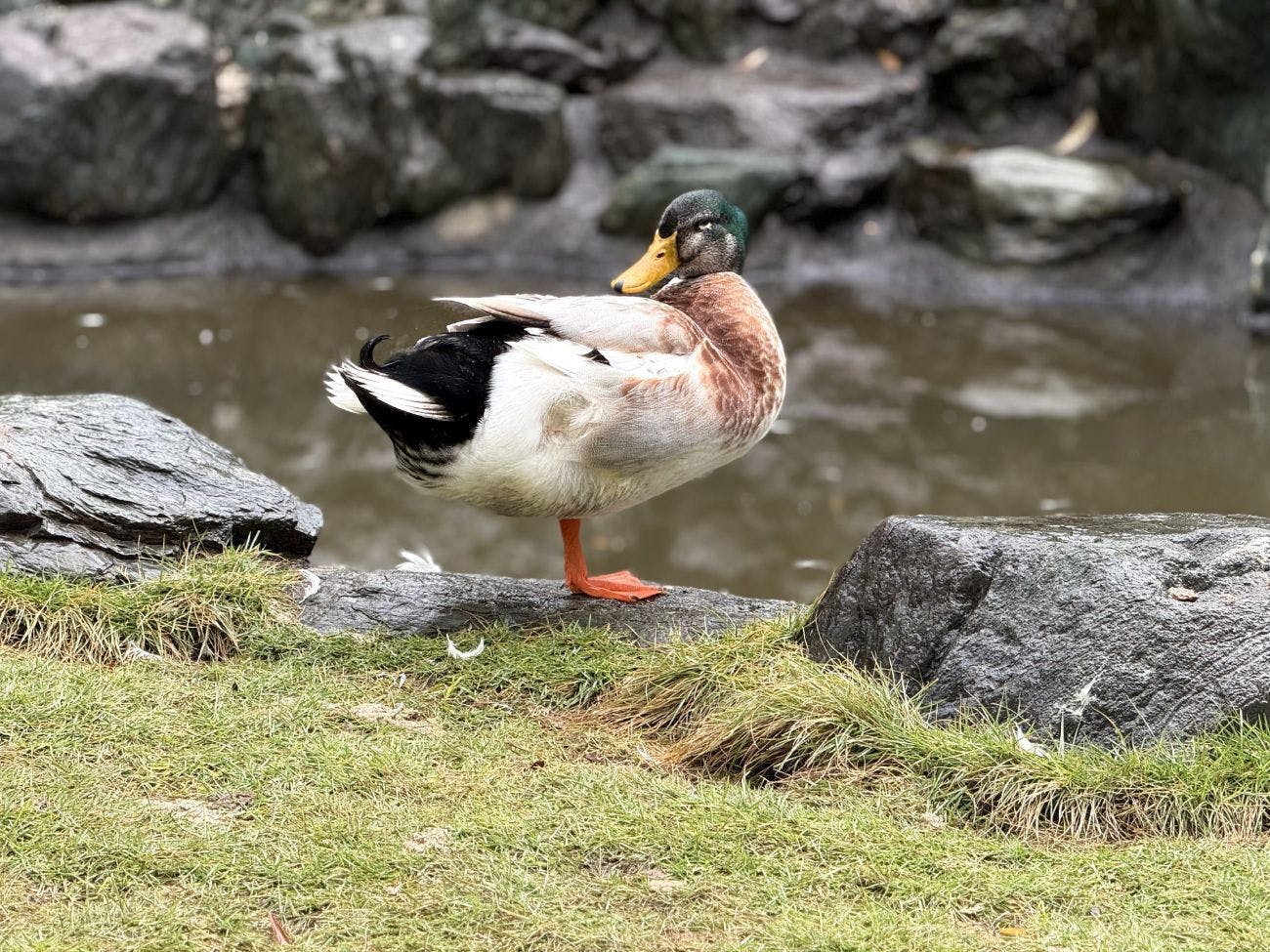 宿彩「湯食笑門」の宿　石廊館