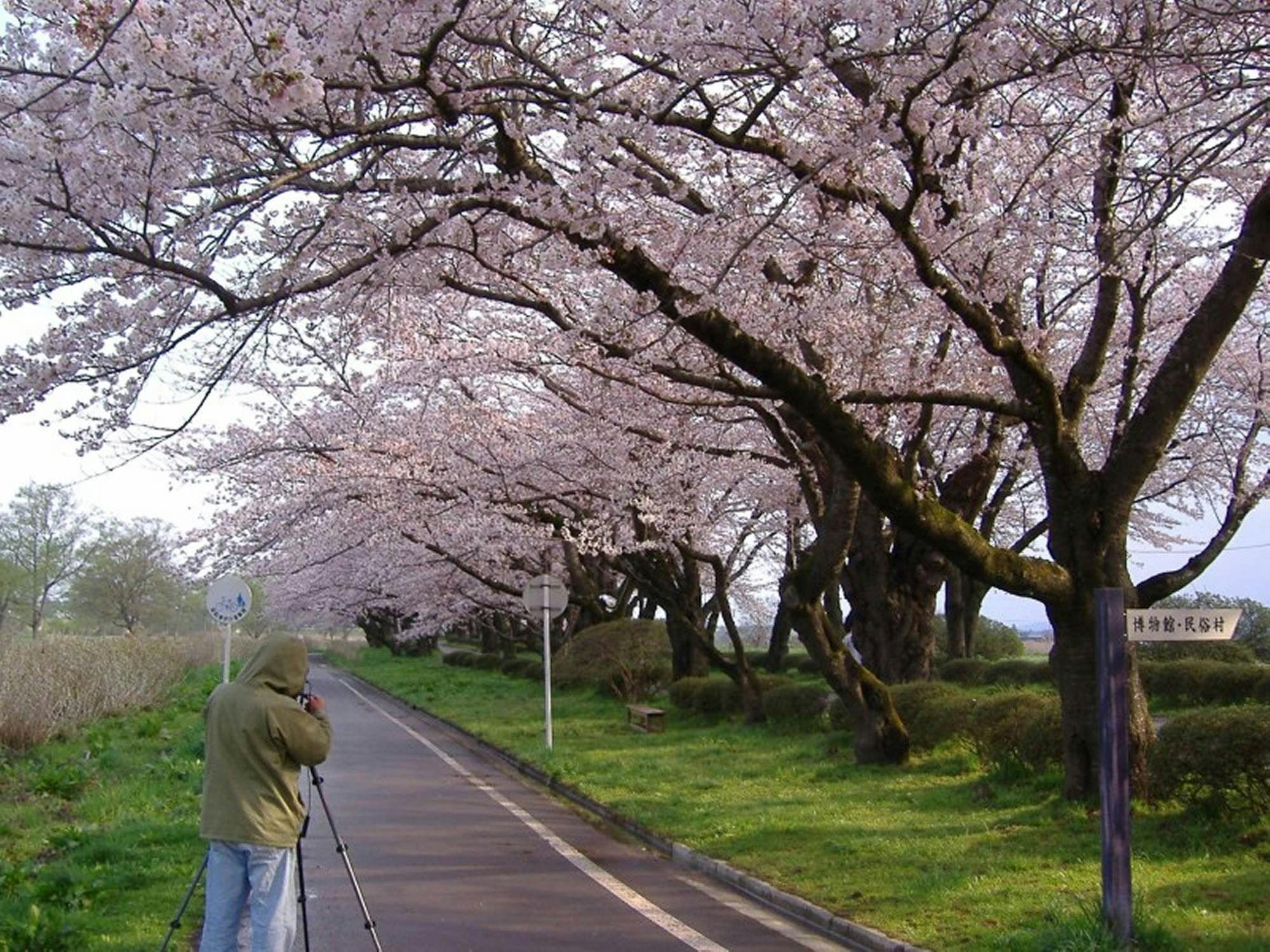 展勝地さくら