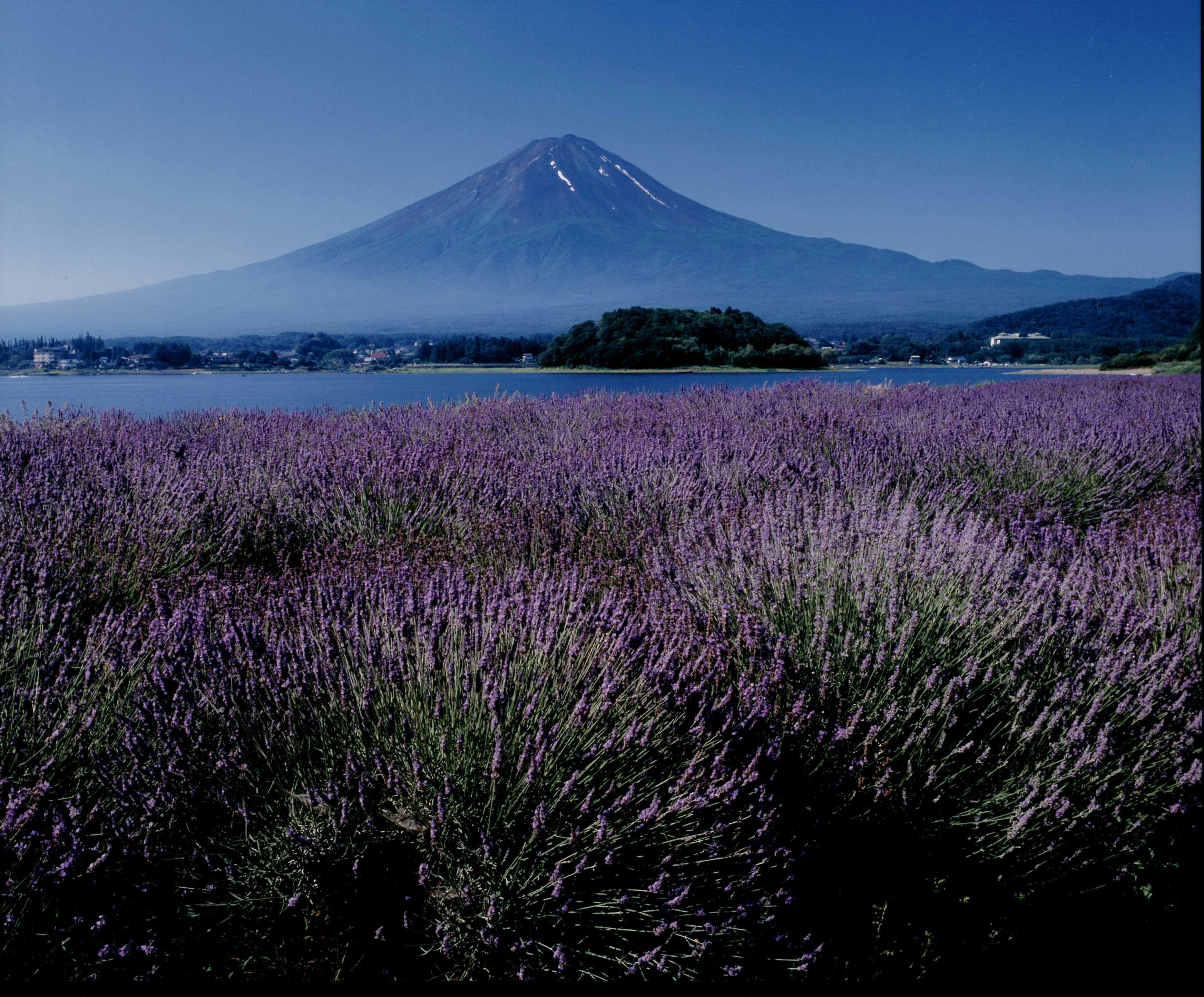 富士山與薰衣草