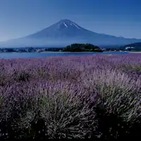 富士山與薰衣草