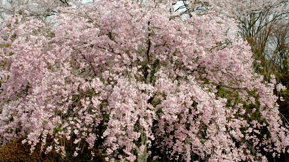 Yogarasu Mountain Lodge Nagataki