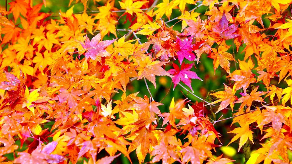 Yogarasu Mountain Lodge Nagataki