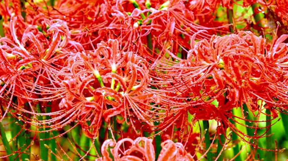 Yogarasu Mountain Lodge Nagataki