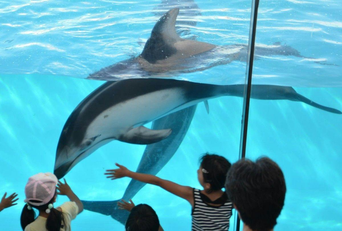 【ファミリープラン】プールも温泉も水族館も！箱根小涌園ユネッサン・下田海中水族館付（夕朝食付）