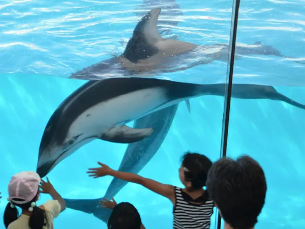【ファミリープラン】プールも温泉も水族館も!箱根小涌園ユネッサン・下田海中水族館付(夕朝食付)