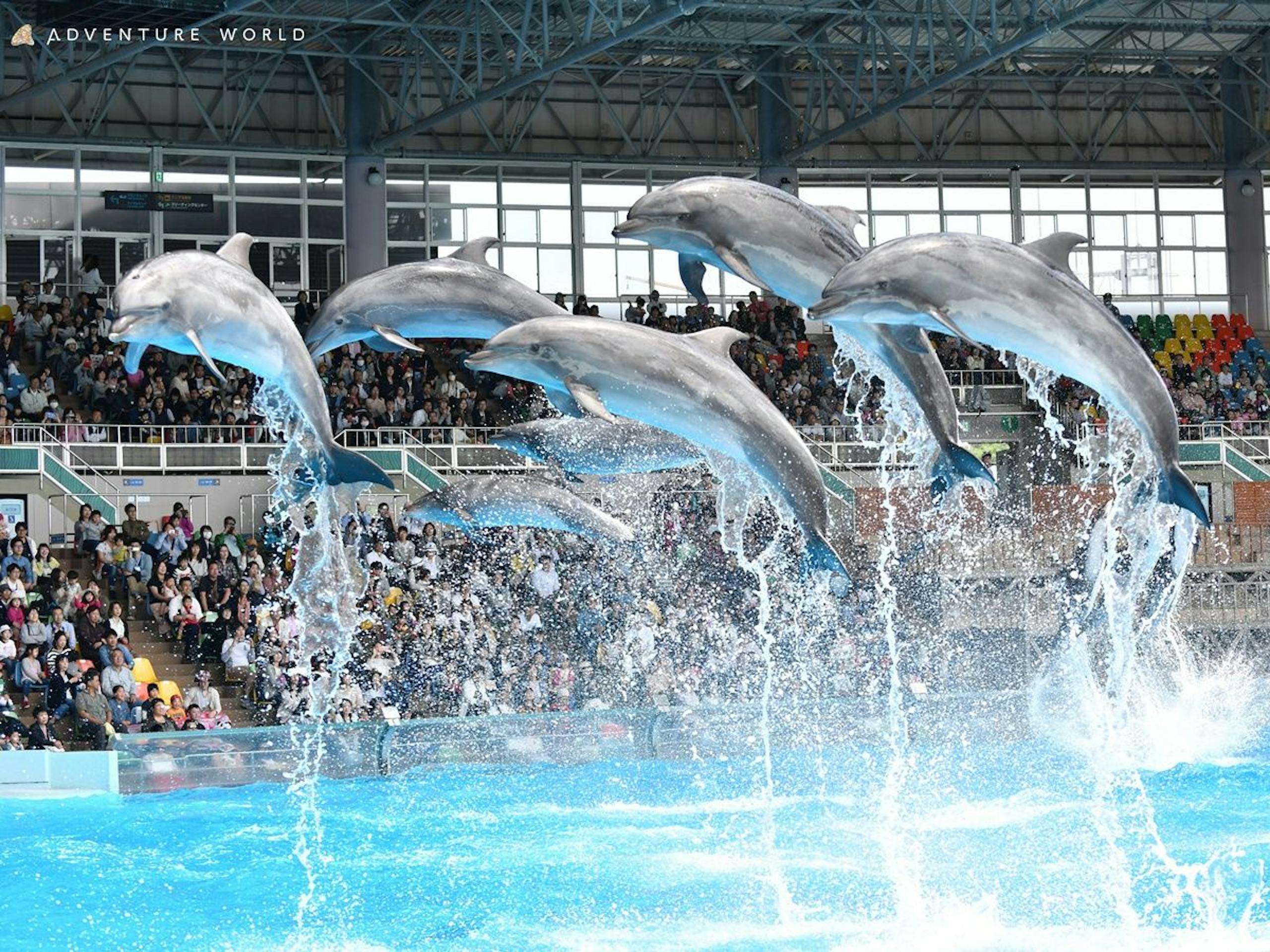 夏休みは羽田から75分で“日本のハワイ”へ！ワイキキビーチの姉妹浜 - SBIふるさとだより |あなたと地域をつなぎ、地域活性化を応援するメディア