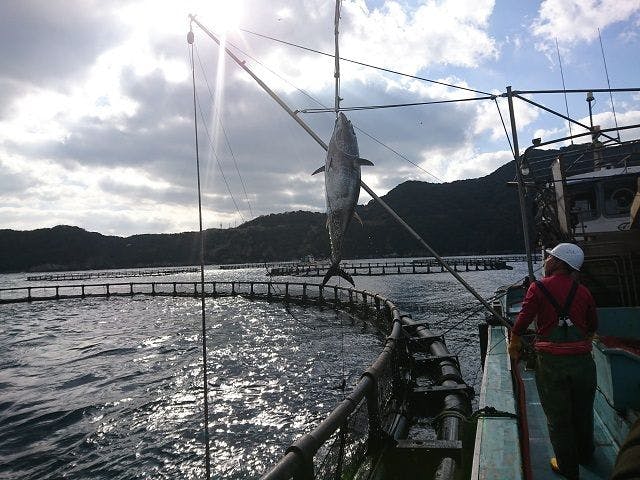 だてまぐろ水揚げ