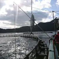 だてまぐろ水揚げ
