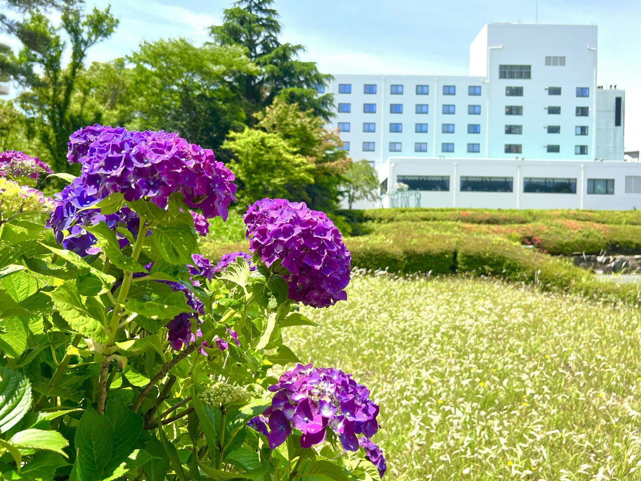 梅雨時の楽しみ