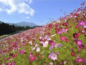 アクティブリゾーツ 霧島 （Active Resorts 霧島 【旧店名】霧島ロイヤルホテル）