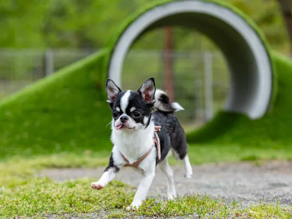 【秋の平日限定・5大特典】愛犬に松阪牛&地元ドリンク・12時アウト|季節の会席