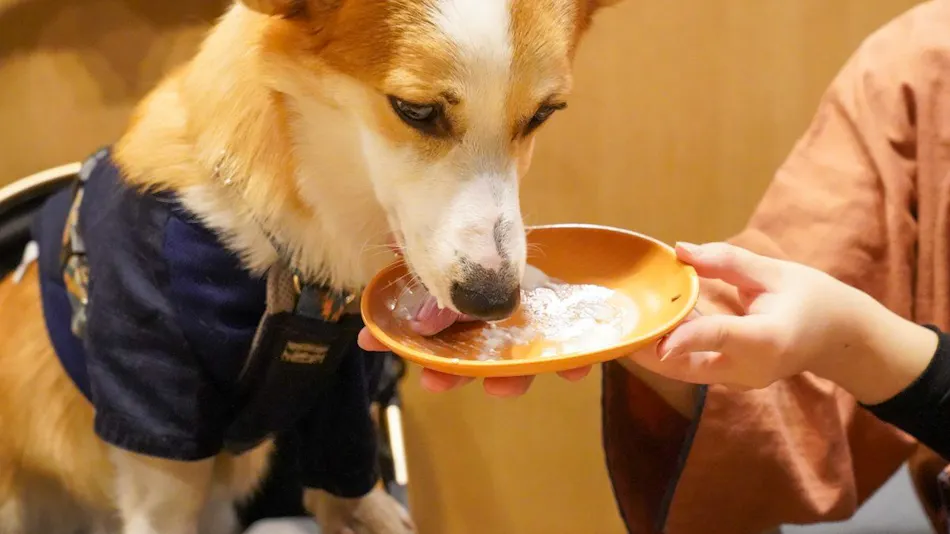 Beppu Onsen Wanko no Yado Yururi