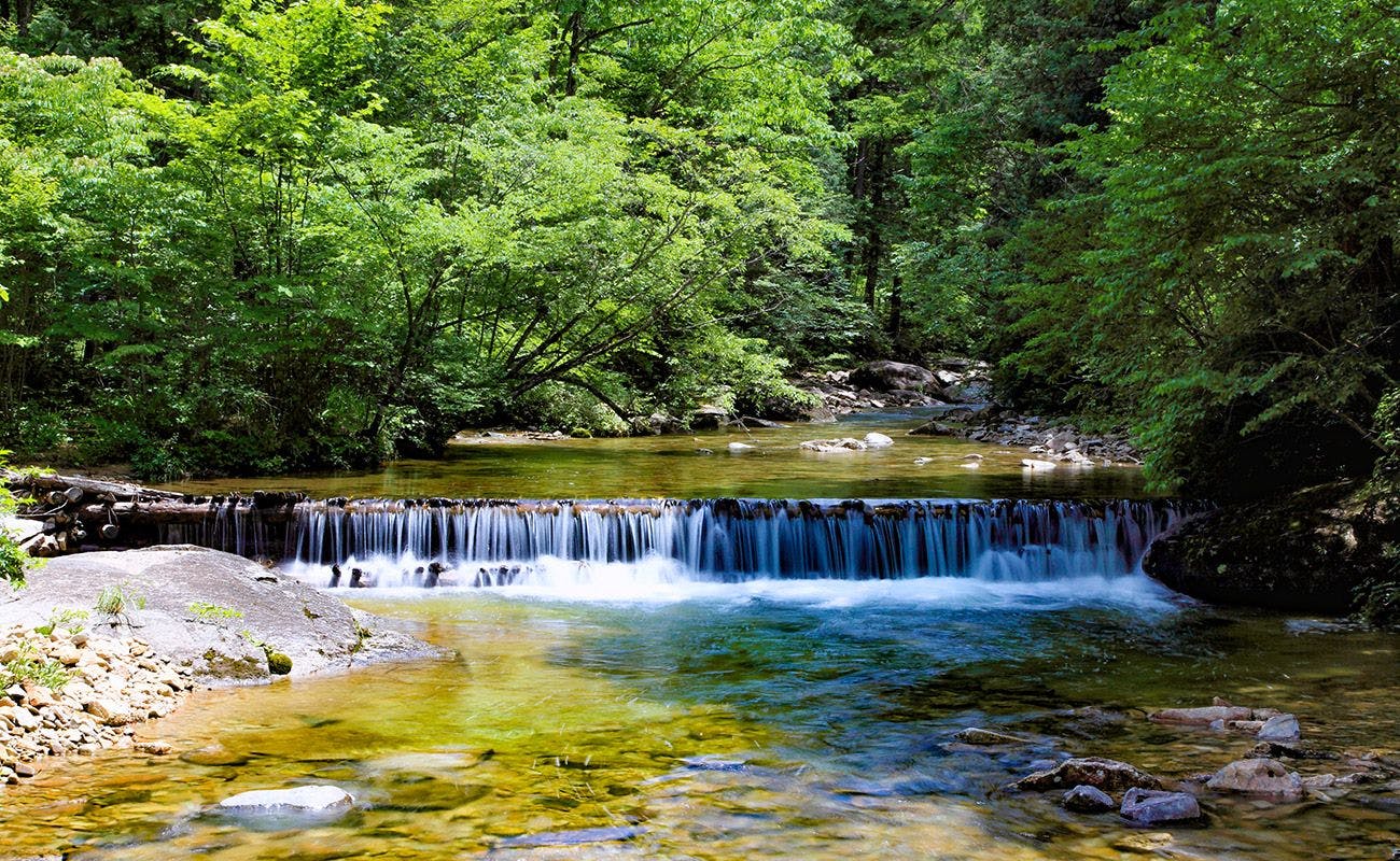 赤沢自然休養林