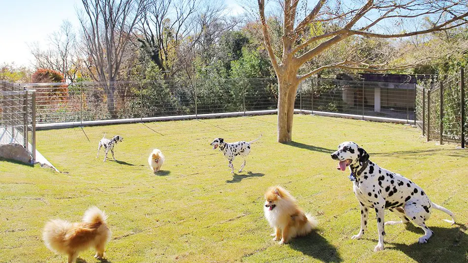 La Dog Resort