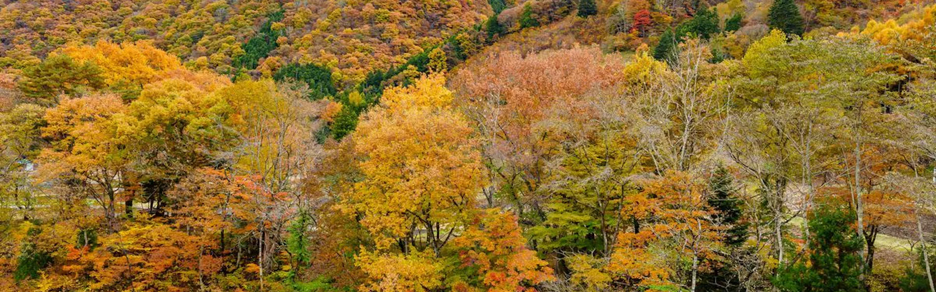 亀の井ホテル 日光湯西川 オールインクルーシブホテル