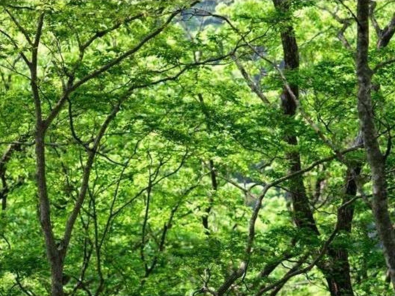 湯守田中屋
