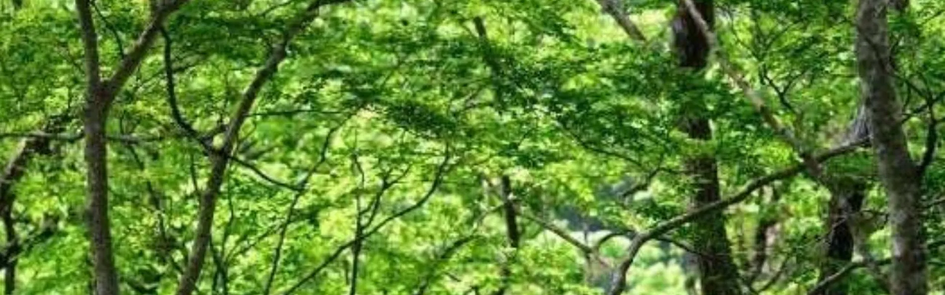 湯守田中屋