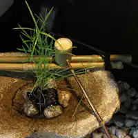 สึคุบาอิ